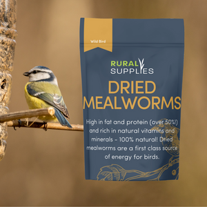 Dried Mealworms