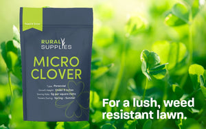 Micro Clover Seed