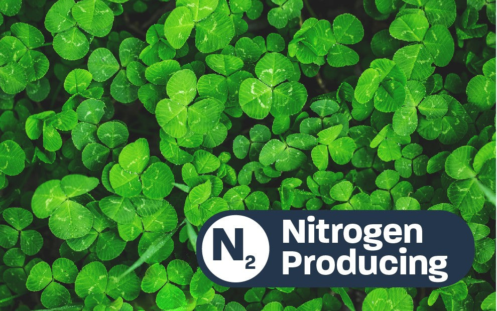 Micro Clover Seed Nitrogen Producing