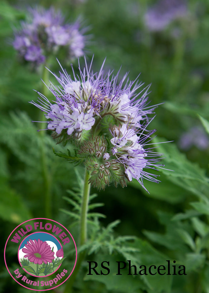 Phacelia Seeds