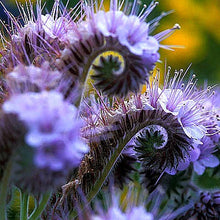 Load image into Gallery viewer, Phacelia Seeds
