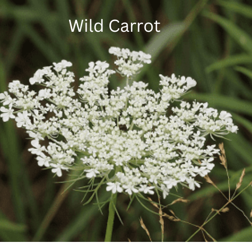 1KG Herbal seed mixture for Horse paddocks