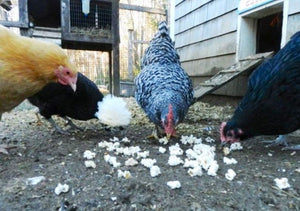 Popcorn for Chickens!¦ Natural Treat¦ Fruit Flavour¦ Enrichment¦Boredom Buster