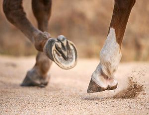 Kevin Bacon's Hoof Dressing Original ¦ Replenish Dry Cracked Hooves ¦ Protection ¦ Maintenance