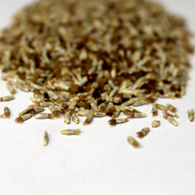 Load image into Gallery viewer, Cornflower Seed
