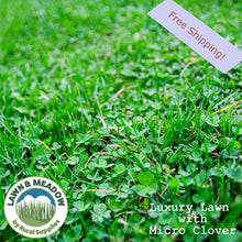 Load image into Gallery viewer, Luxury Micro Clover Lawn  |  Fast Growing  |  Hard Wearing  |  Cottage Lawn Aesthetic  |
