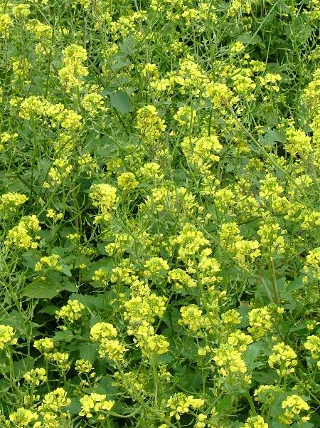 White Mustard Seed