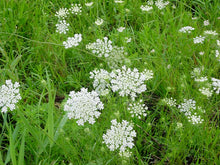 Load image into Gallery viewer, Wild Carrot
