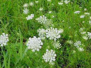 Wild Carrot