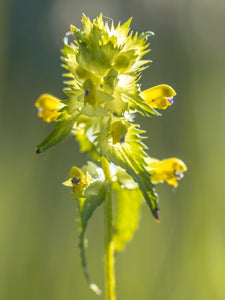 Yellow Rattle Seed