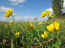 Load image into Gallery viewer, Birdsfoot Trefoil
