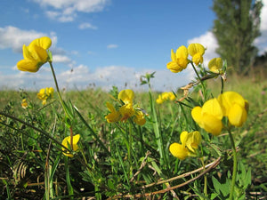 Birdsfoot Trefoil