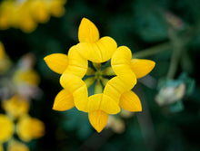 Load image into Gallery viewer, Birdsfoot Trefoil
