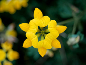 Birdsfoot Trefoil