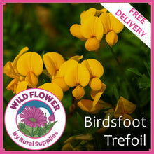 Load image into Gallery viewer, Birdsfoot Trefoil
