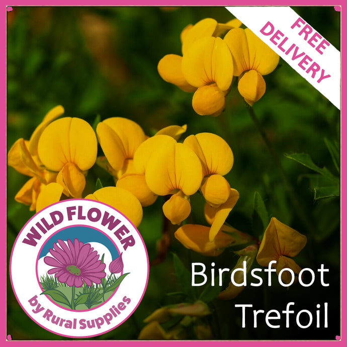 Birdsfoot Trefoil