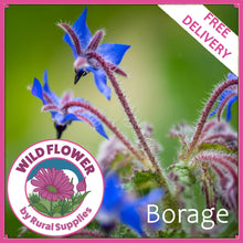 Load image into Gallery viewer, Borage
