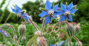 Borage