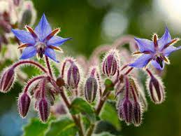 Borage