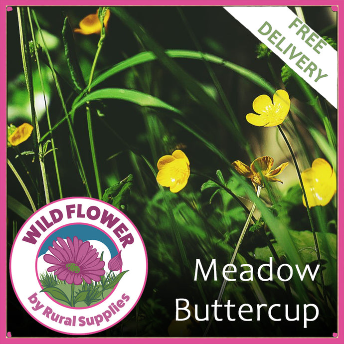 Meadow Buttercup