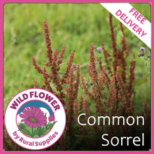 Load image into Gallery viewer, Common Sorrel
