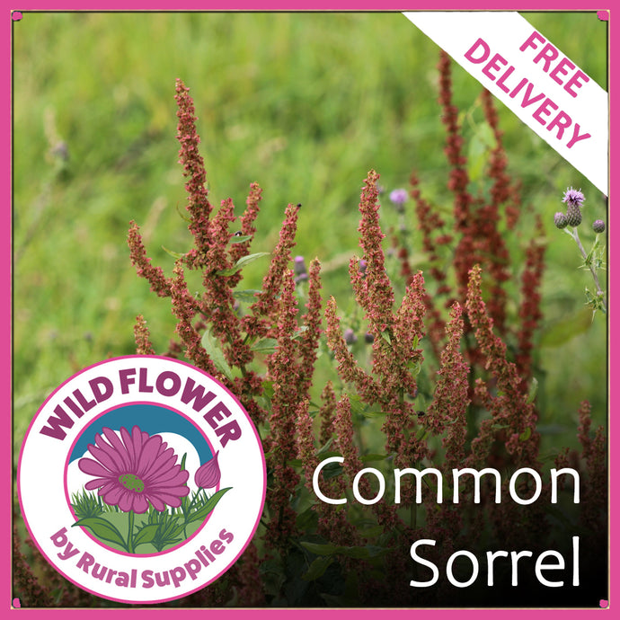 Common Sorrel