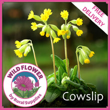 Load image into Gallery viewer, Cowslip
