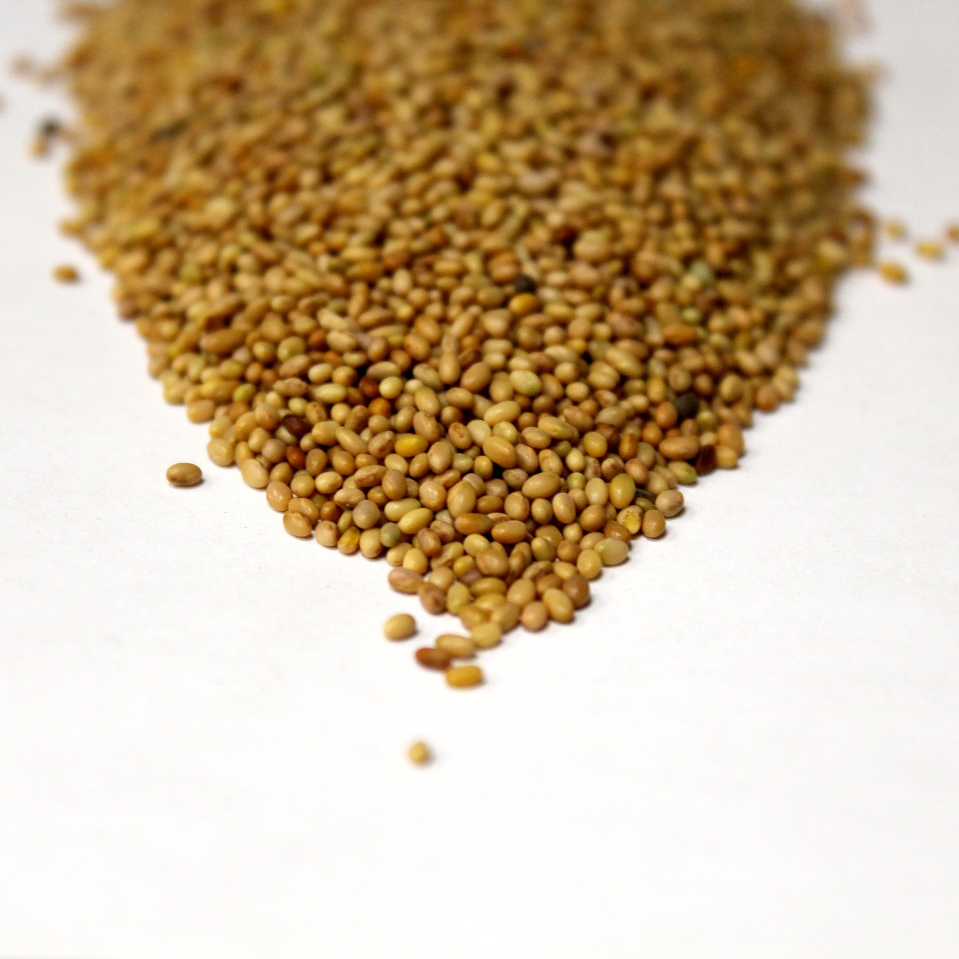 Crimson Clover Seeds