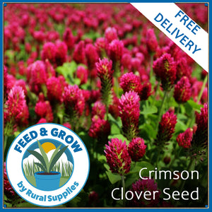 Crimson Clover Seed