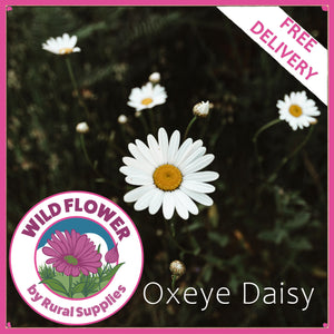 Oxeye Daisy