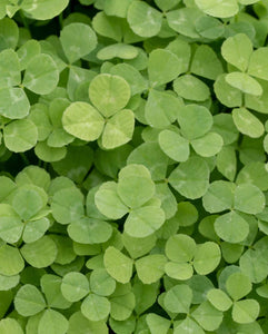Luxury Micro Clover Lawn  |  Fast Growing  |  Hard Wearing  |  Cottage Lawn Aesthetic  |