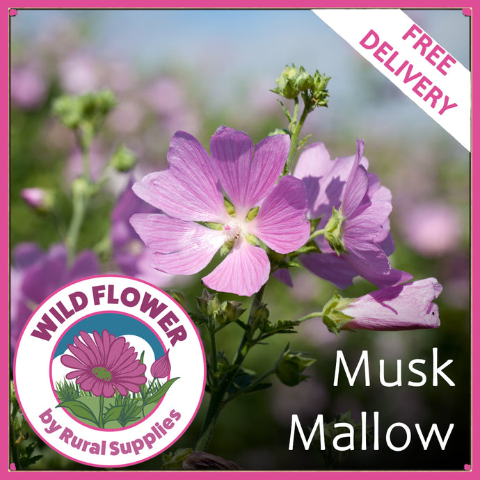 Musk Mallow