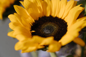 Sunflower Seeds