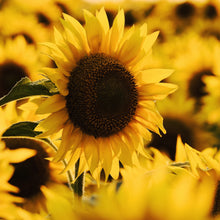 Load image into Gallery viewer, Sunflower Seeds
