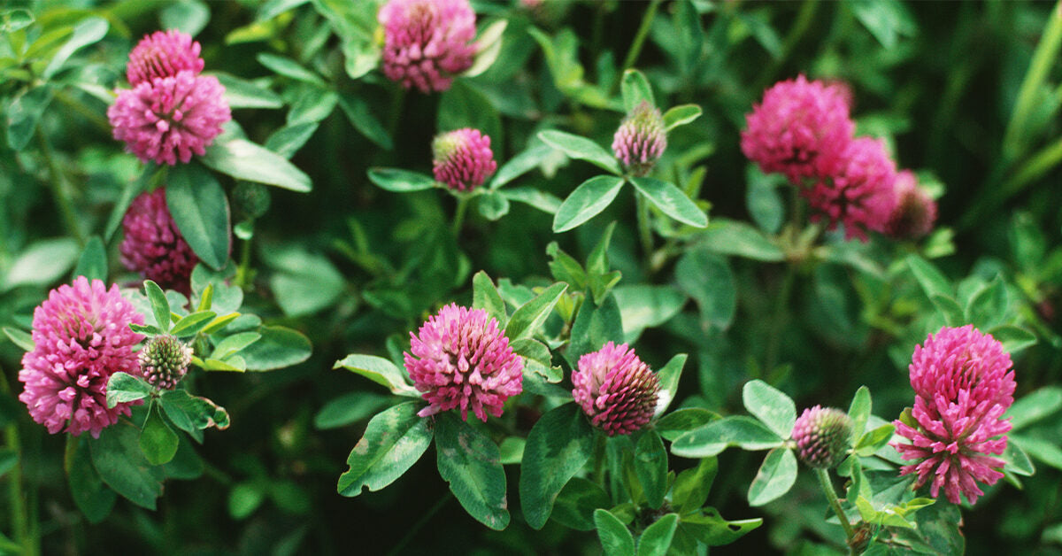 Red Clover Seed flowering