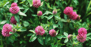 Red Clover Seed