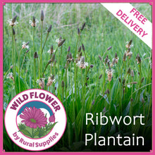 Load image into Gallery viewer, Ribwort Plantain
