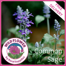 Load image into Gallery viewer, Common Sage
