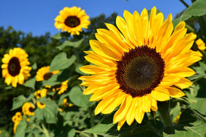 Sunflower Seeds