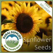 Load image into Gallery viewer, Sunflower Seeds
