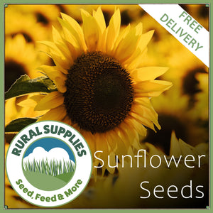 Sunflower Seeds