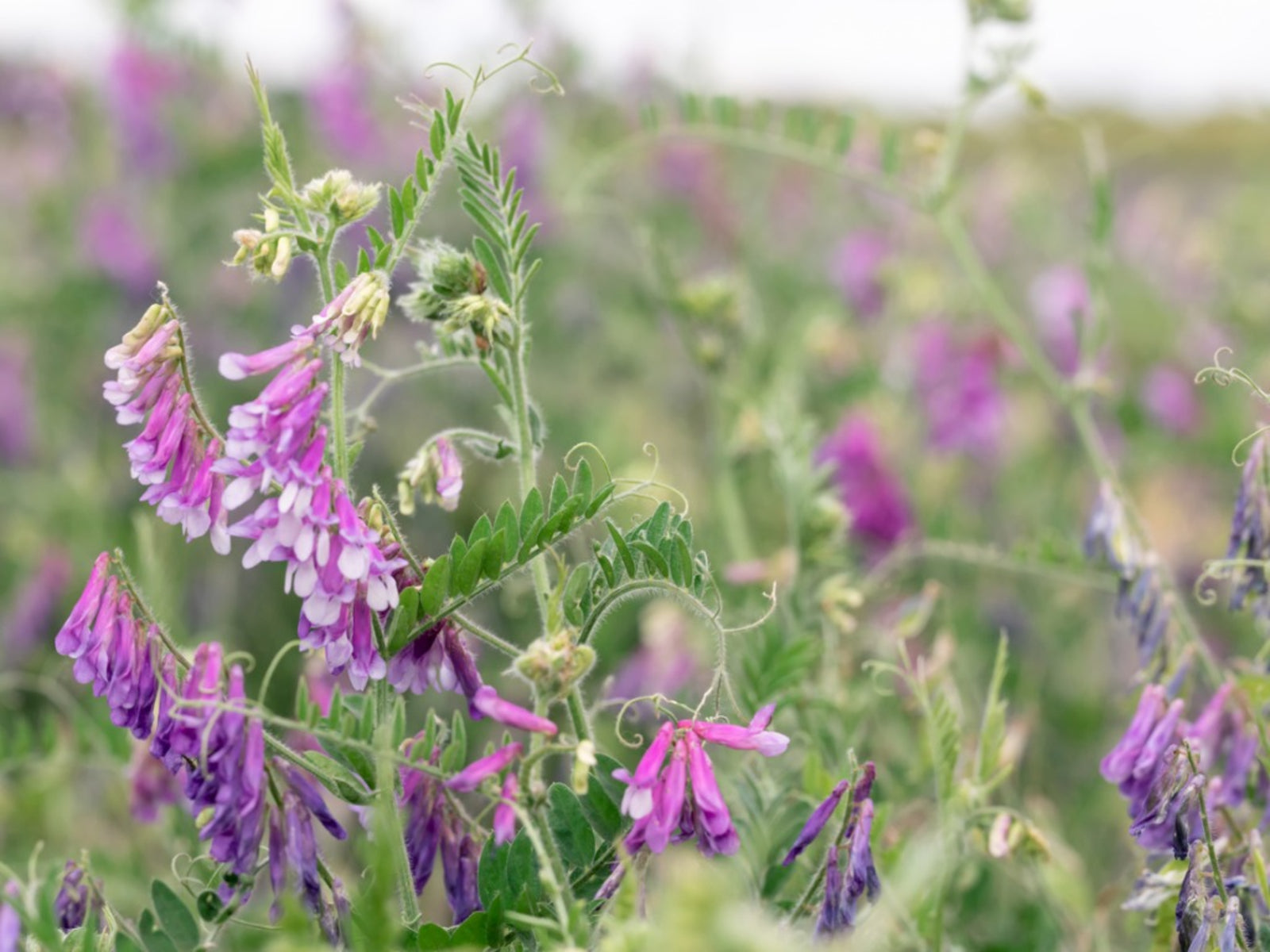 Common Vetch Seed flowering