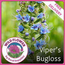 Load image into Gallery viewer, Vipers Bugloss
