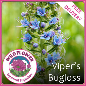 Vipers Bugloss