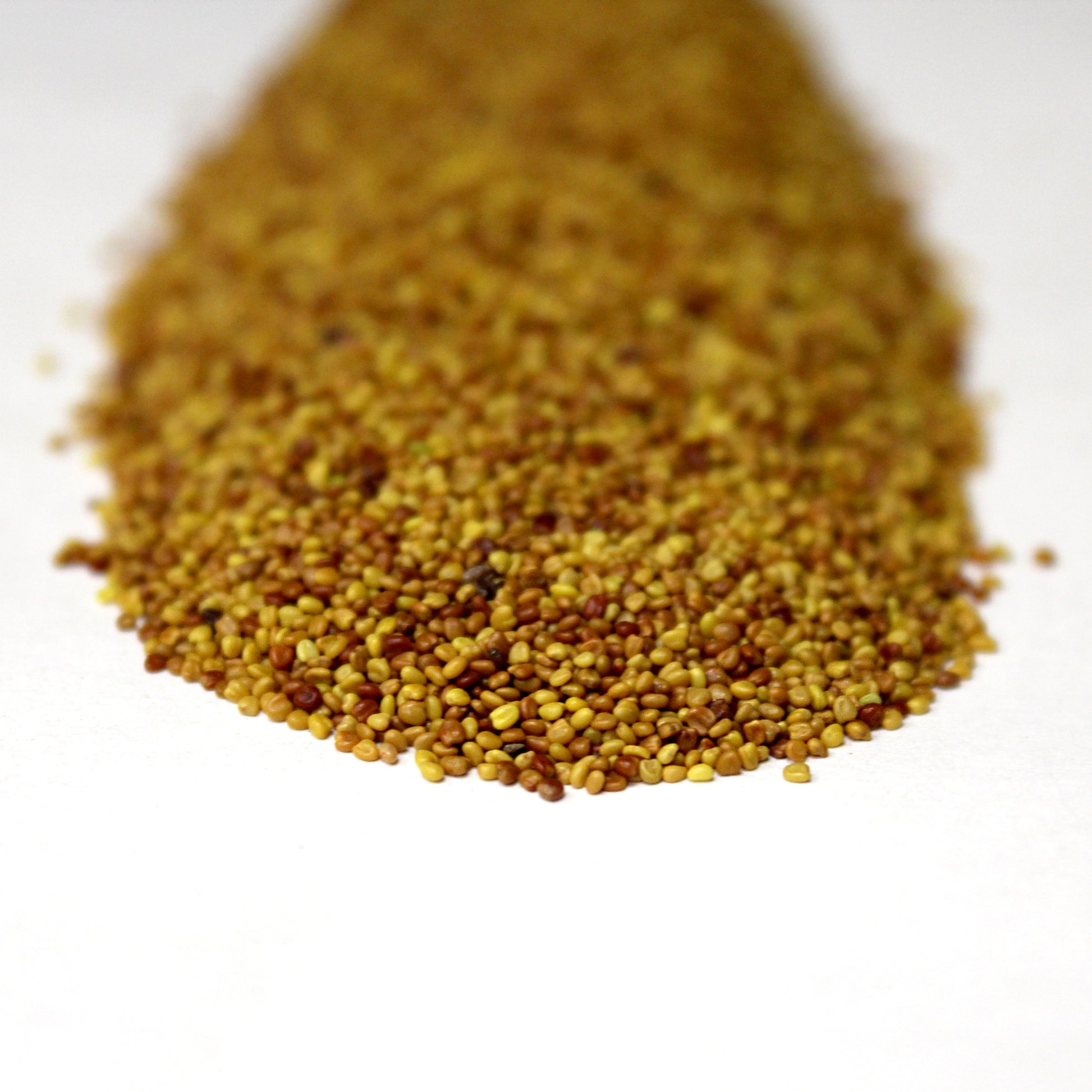  White Clover Seed closeup