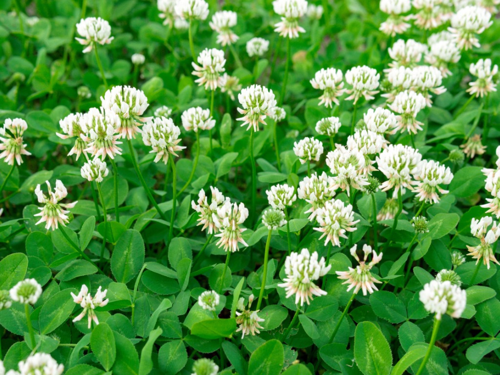 White Clover Seed flowering