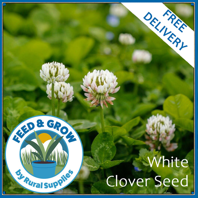 White Clover Seed