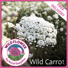 Load image into Gallery viewer, Wild Carrot
