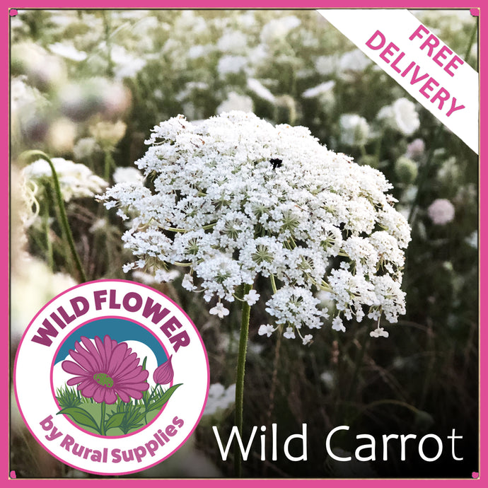 Wild Carrot