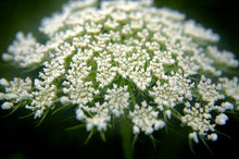 Load image into Gallery viewer, Wild Carrot
